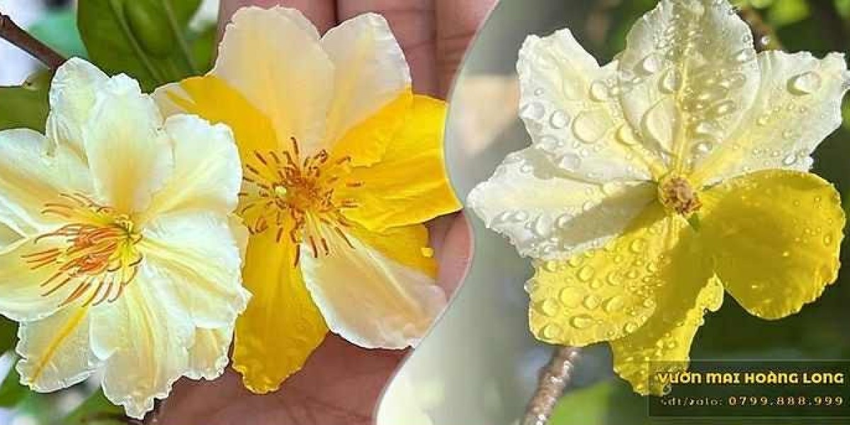 Làng Mai Vàng Bình Lợi