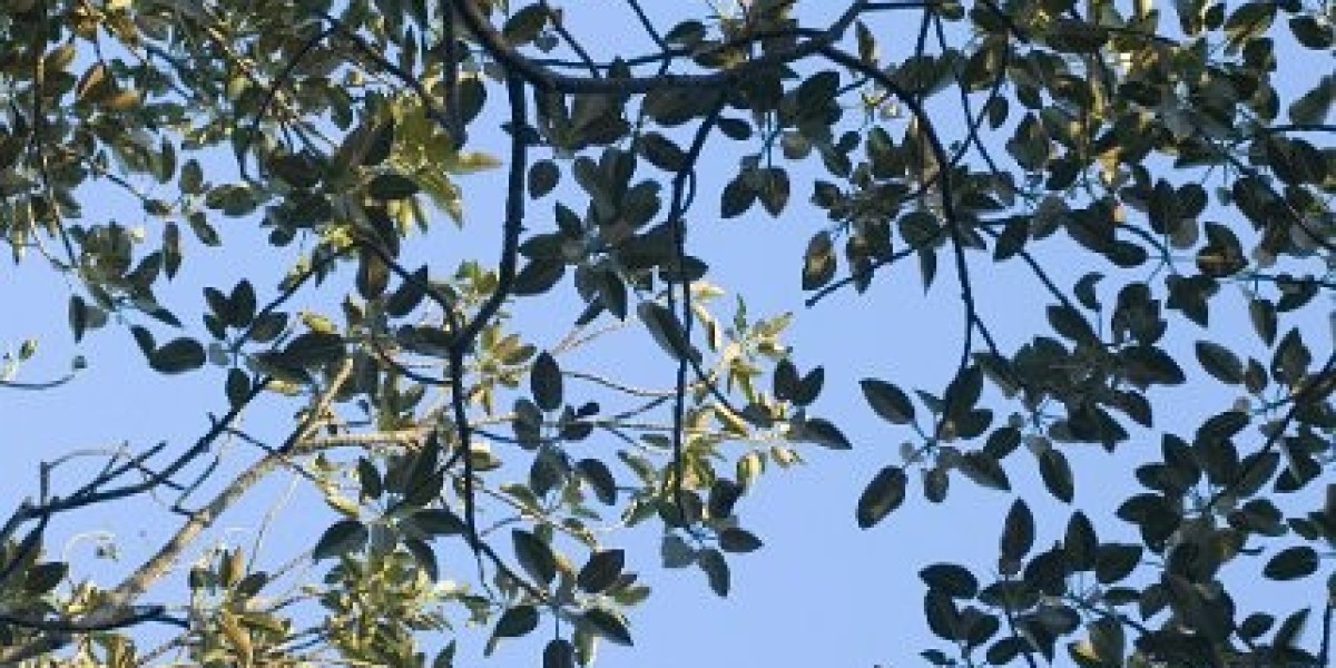 Joe Fortune Casino Review & Rating 2025