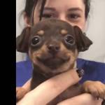 Ilys Pipa Profile Picture